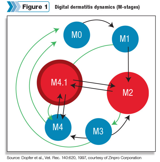 Digital dermatitis dynamics (M-stages)