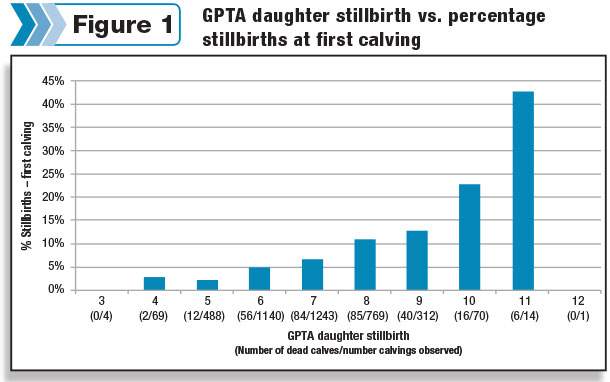 GPTA daughter stillbirth vs. percentage stillbirths at first calving