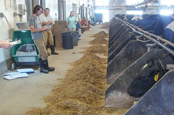 Researchers watching cows choices of feed