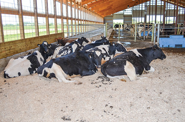 Breeding-age heifers rest comfortably in one of the two transition pens