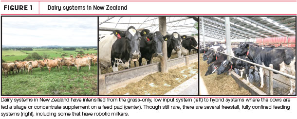 Dairy systeme in new Zealand