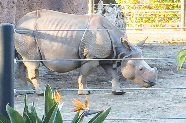 Rhino at San Diego Zoo