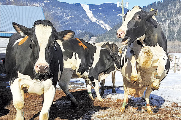 Outdoor access for dairy cows helps with overstocking