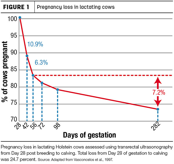 Pregnancy loss in lactating cows