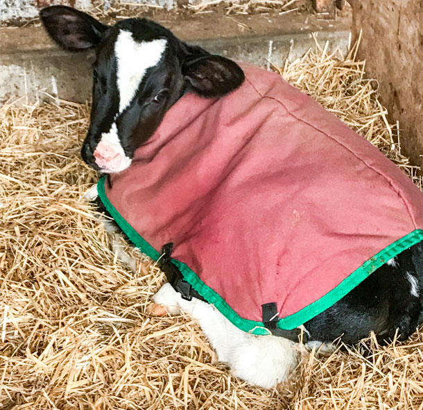 calf in blanket