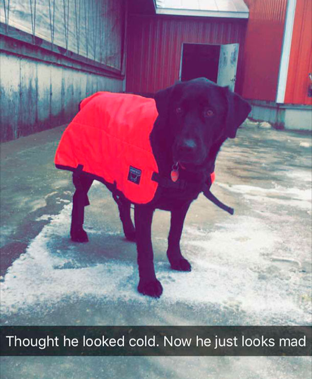 dog in calf coat