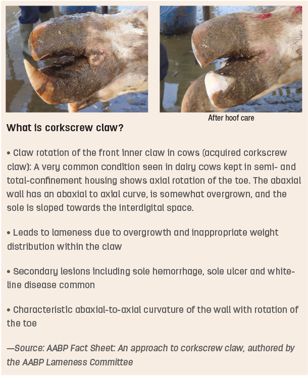 What is a corkscrew claw?