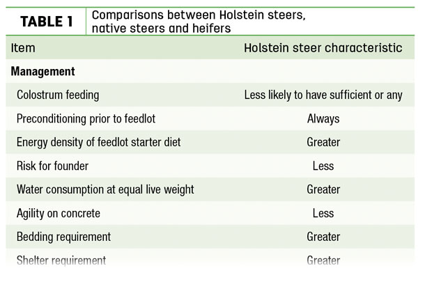 Comparisons between Holstein steers