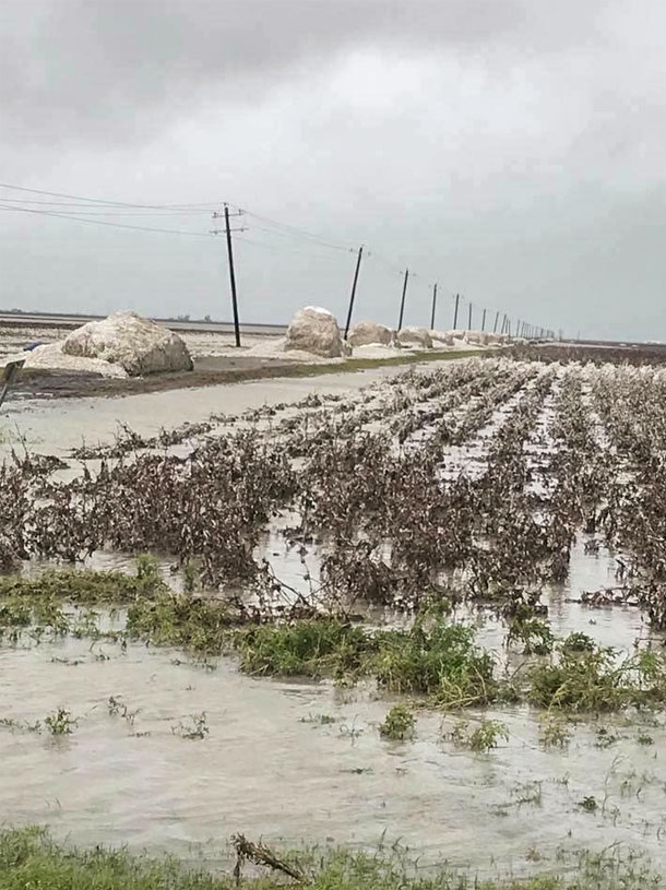 092817 cotton powerlines hurrican damage