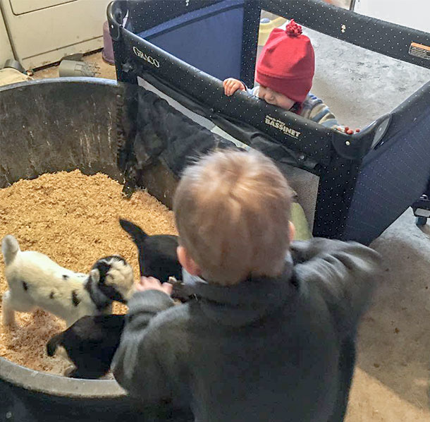 kids and baby goats