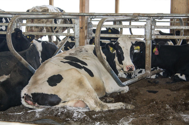 Cows rest on dual-chamber waterbeds top-bedded with composted dried manure solids