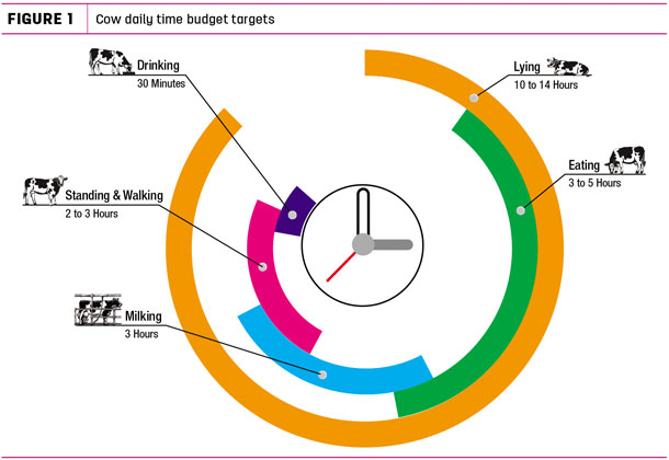 Cow daily time budget targets