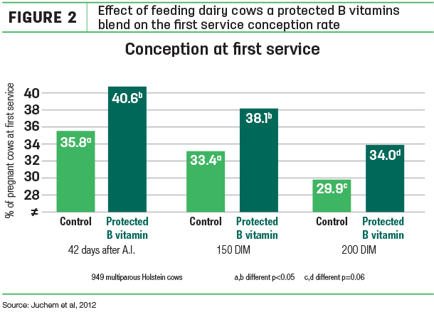 Effect of feeding dairy cows a protected B vitamins blend ont he first service conception rate