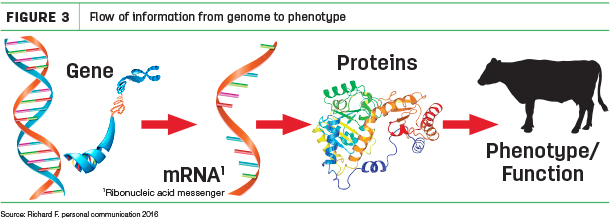 Flow of information from genome to phenotype