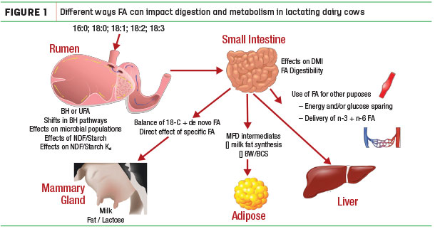 Different ways FA can impact digestion and metabolism in lactating dairy cows