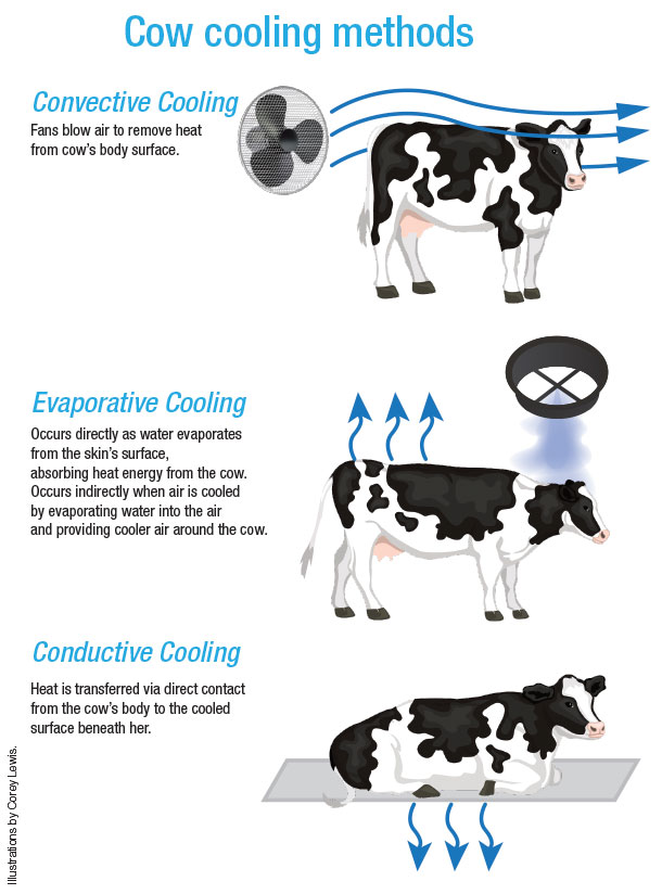 Cow cooling methods
