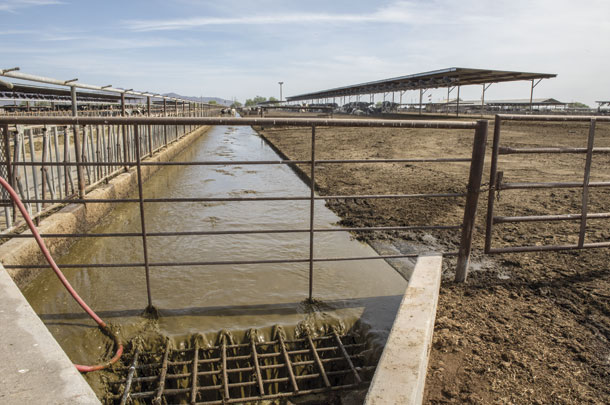 Along the feedbunk, water from the soaking system is colected and used to irrigate crops