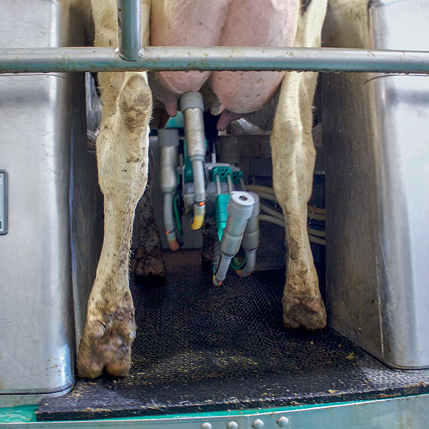 robot arm milking cow in rotary