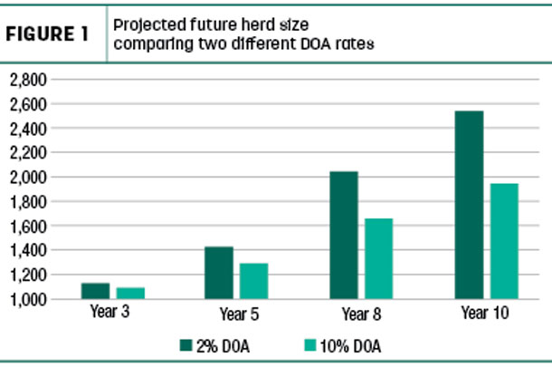 Projected future herd size comparing two different DOA rates