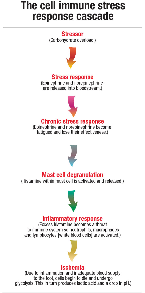 cell immune stress response cascade chart
