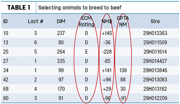 Selecting animals to breed to beef