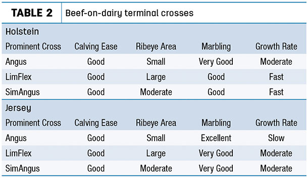 Beef-on-dairy terminal crosses