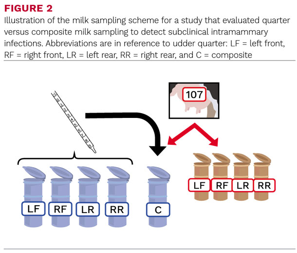 Illustration of the milk sampling scheme for a study