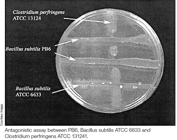 Antagonistic assay between PB6, Bacillus subtilis ATCC 6633 and Clostridium perfringens ATCC 131241.