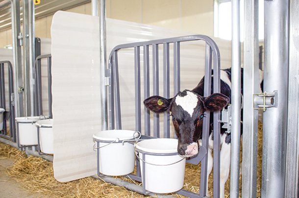 Calves are separated by a removable panel until just propr to weaning
