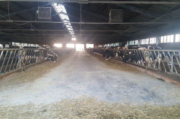 Polish dairy barn