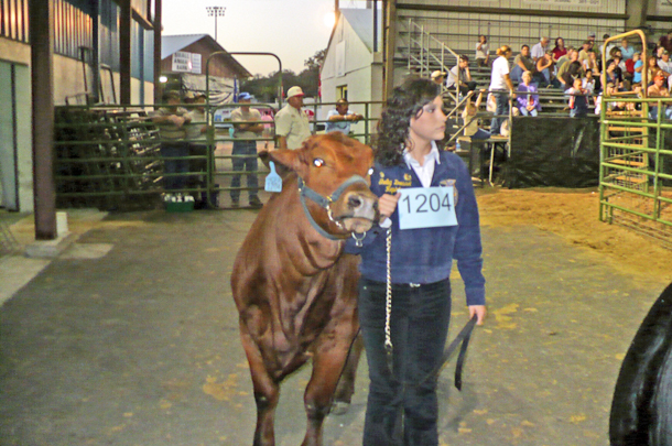 Shelby Dressel showing cow