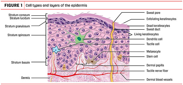 Cell types and layers of the epedermis