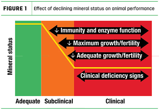 Effect of declining mineral status on animal performance
