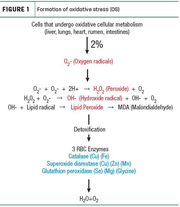 Formation of oxidative stress (OS)