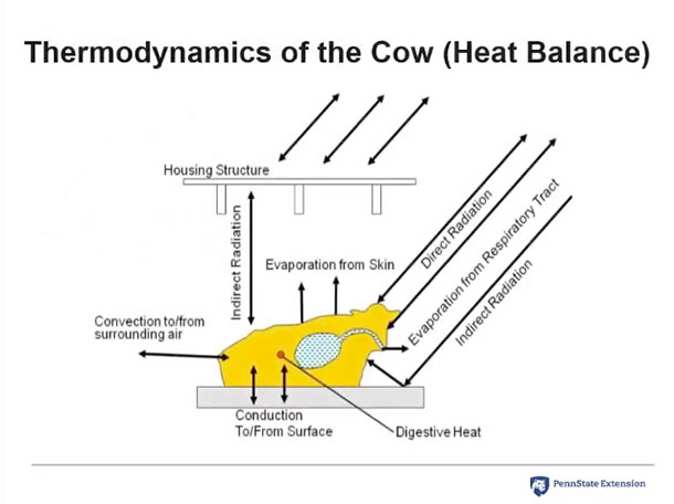 thermodynamics of the cow