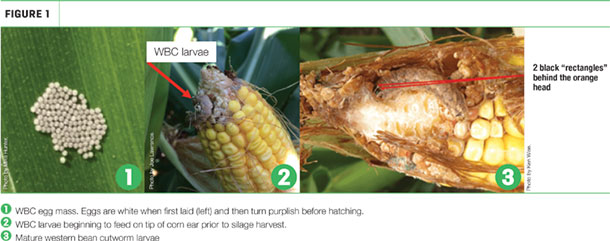 Western bean cutworm and mycotoxins in corn