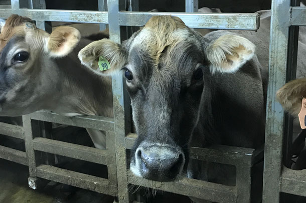 Jersey cows in parlor