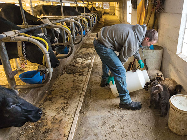 Tyler Selner treats a group of barn cats to some fresh milk at Old Settler’s Dairy near Denmark, Wisconsin.