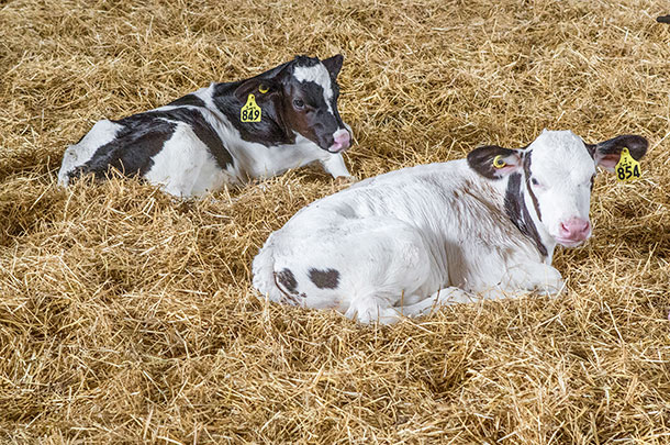 Calves bedded down