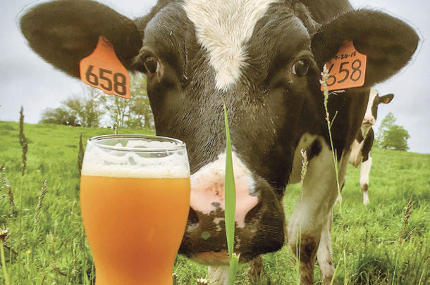 A Holstein cow from Carter-Stevens Dairy sniffs one of Stone Cow Brewery’s