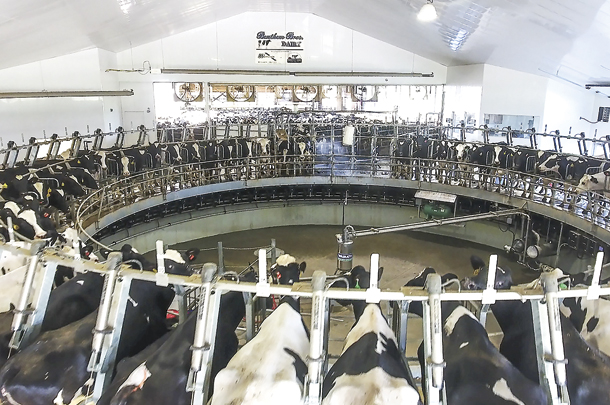 The Benthems began milking in the rotary parlor 