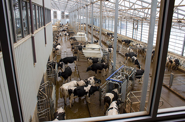 A view from above lets visitors see a pen full of cows and how they enter and exit the robot. The barn is designed with a milk-first traffic flow to minimize the number of fetch cows.  Photo by Karen Lee.