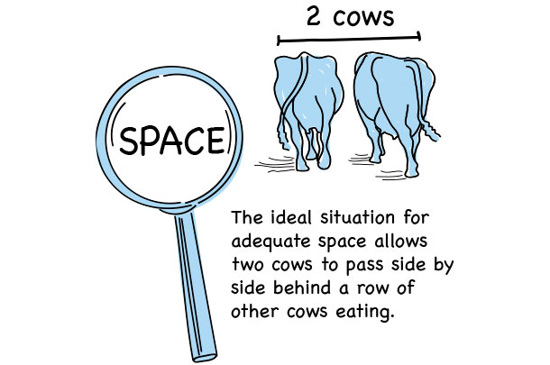 Basic needs of dairy cows
