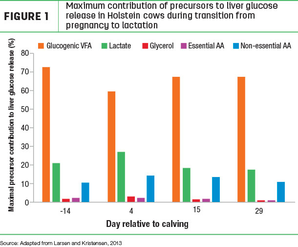 Maximum contribution of precursors to liver glucose