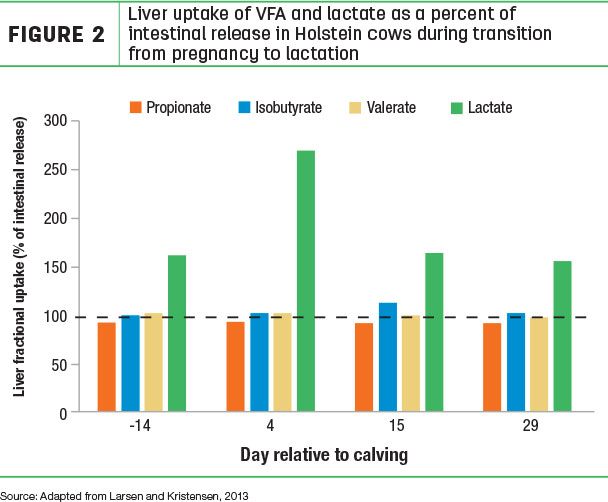 Liver uptake of VFA and lactate as a percent of intestinal release