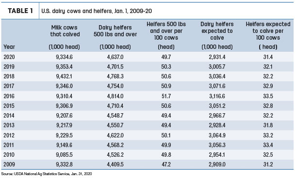 020320 cows heifers