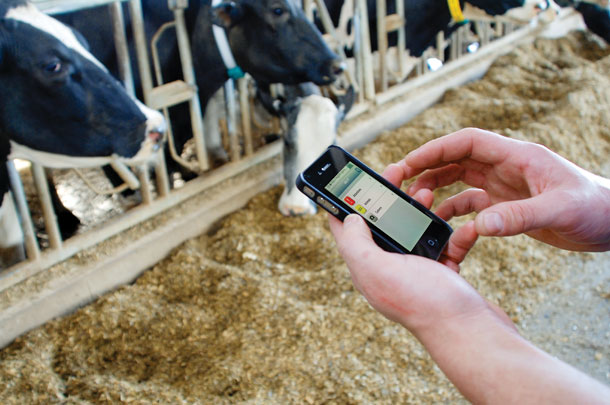 Cow monitoring systems provide amy avenues to expore effciency gains