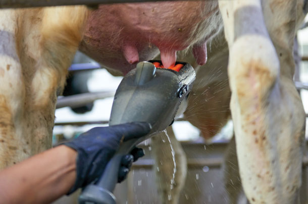 Implementing good milking procedures are a challenge, consider test driving automated teat prep
