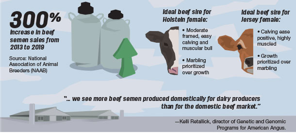 300% increase in beef semen sales from 2013 to 2019