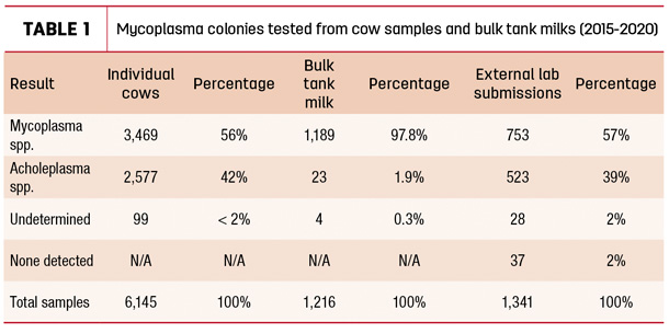 Mycoplasma colonies tested from cow samples and bulk tank milks